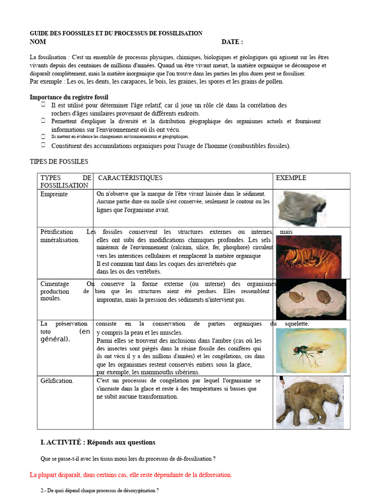 guide-sur-les-fossiles-et-leur-fossilisation-pdf-fossile