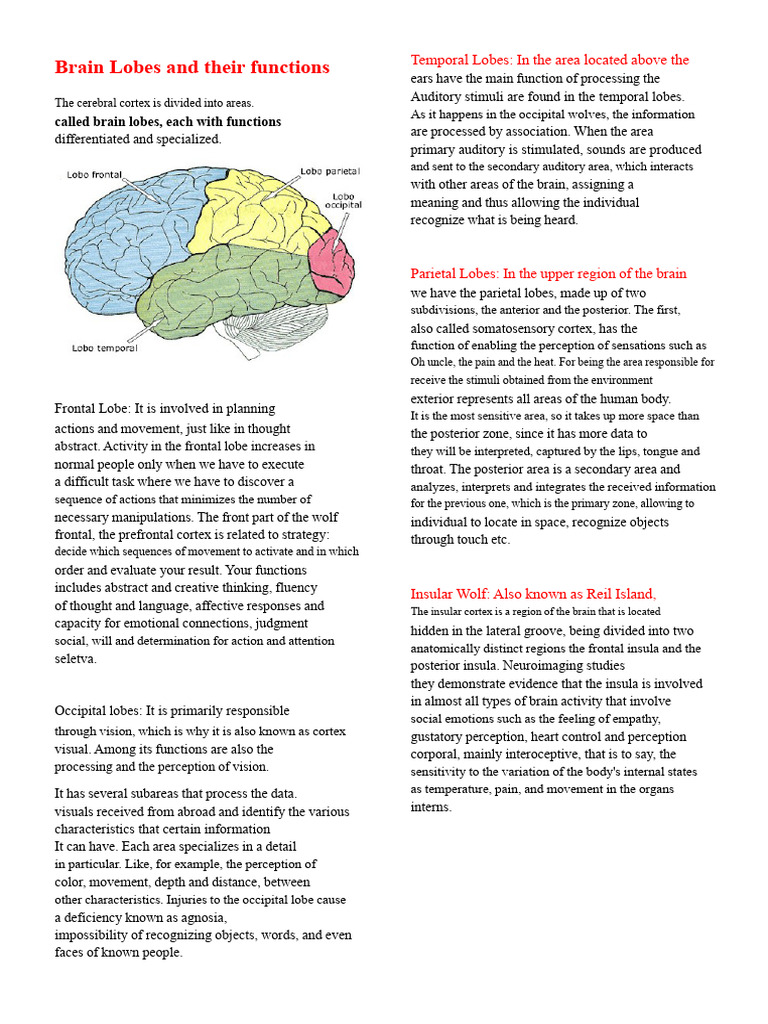 Functions of Brain Lobes Explained | PDF | Insular Cortex | Perception