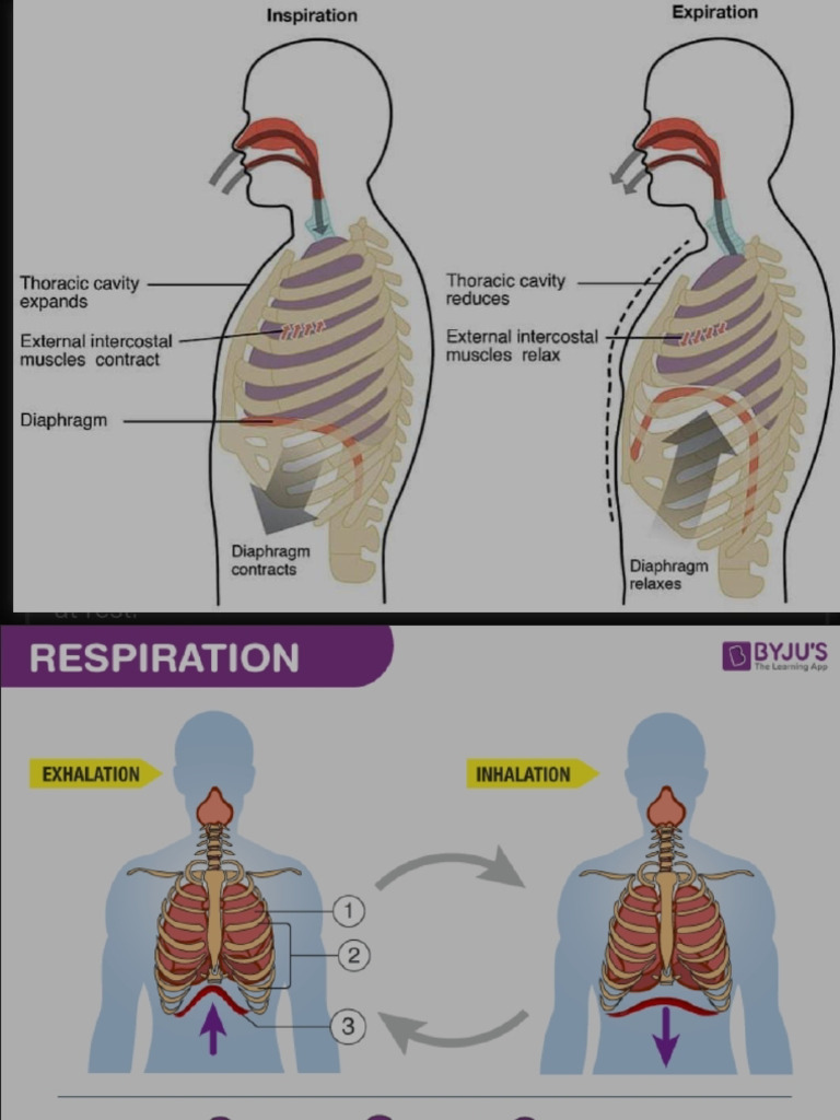 Inhalation vs Exhalation Explained | PDF | Exhalation | Breathing