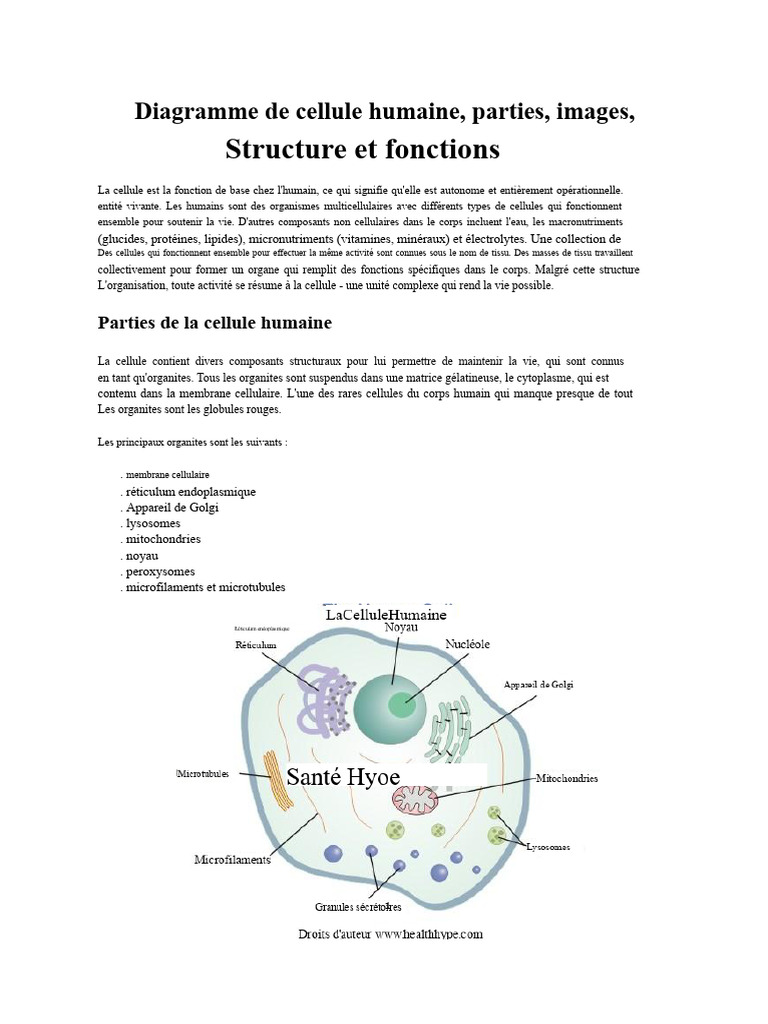 Structure et fonctions de la cellule humaine | PDF | Cellule (Biologie ...