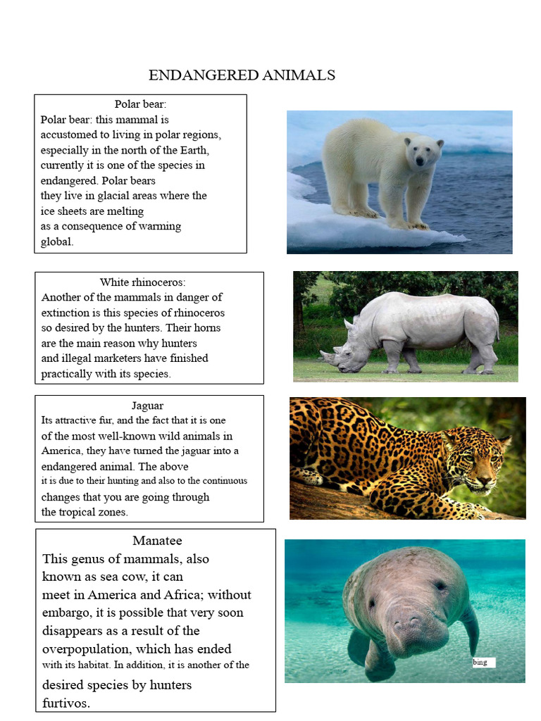 Animals in Danger of Extinction | PDF | Endangered Species | Hunting