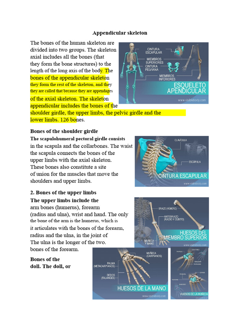 Overview of the Appendicular Skeleton | PDF | Pelvis | Hand