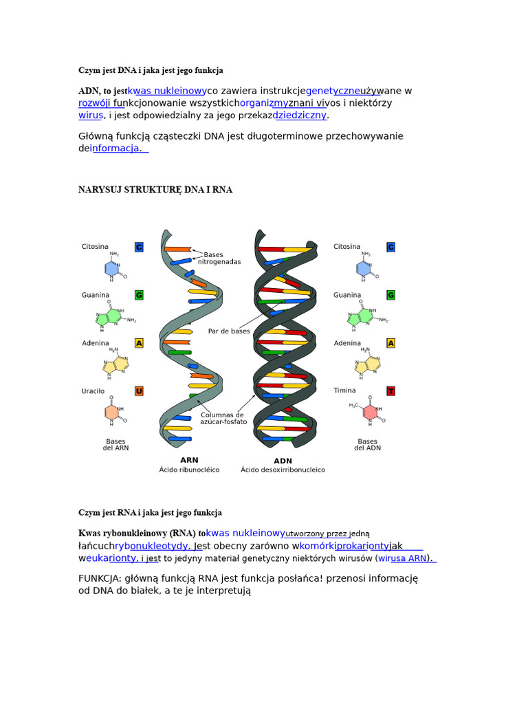 Czym Jest DNA I Jaka Jest Jego Funkcja? | PDF