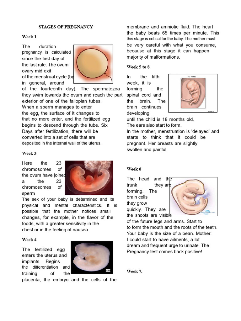 Pregnancy Stages: Weekly Development Guide | PDF | Pregnancy | Human ...