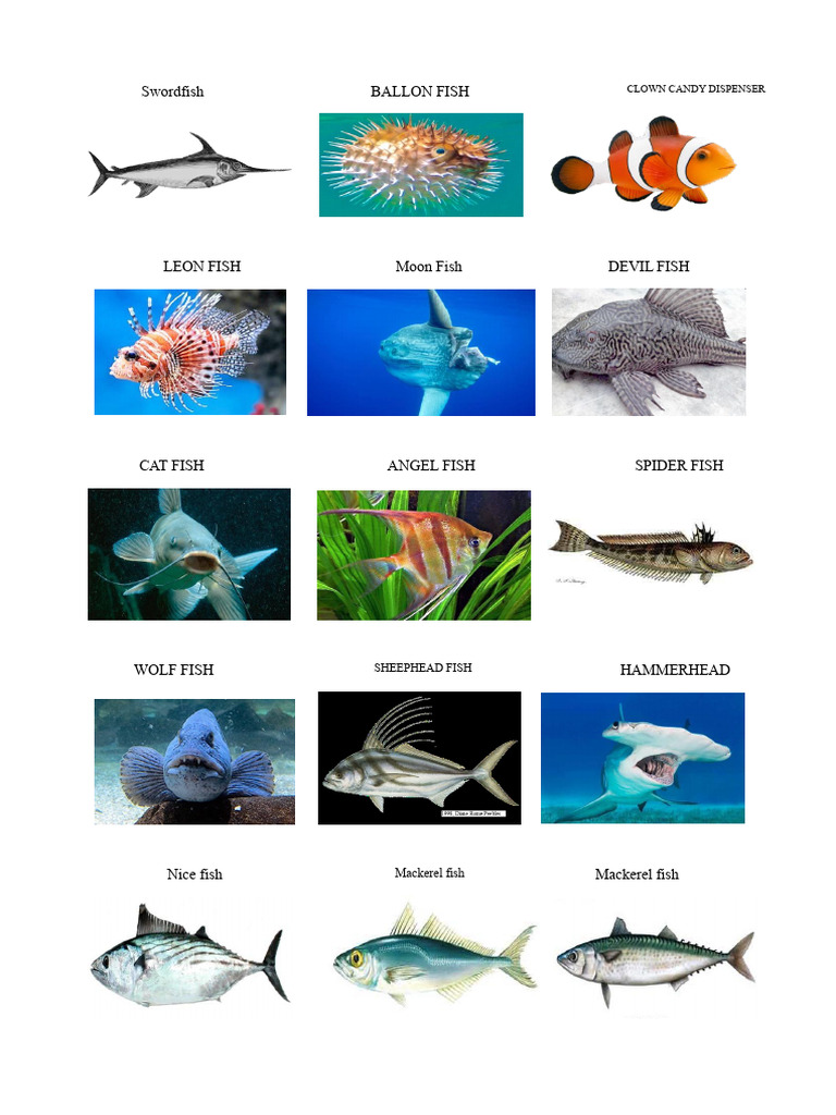 Types of Fish and Sea Creatures | PDF