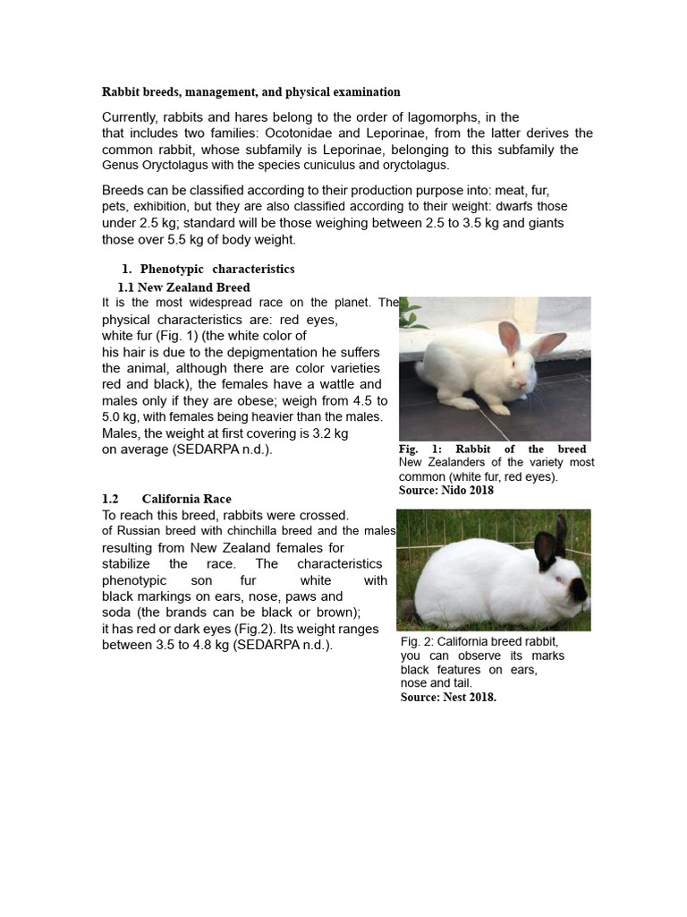 Rabbit Breeds and Care Guide | PDF | Rabbit