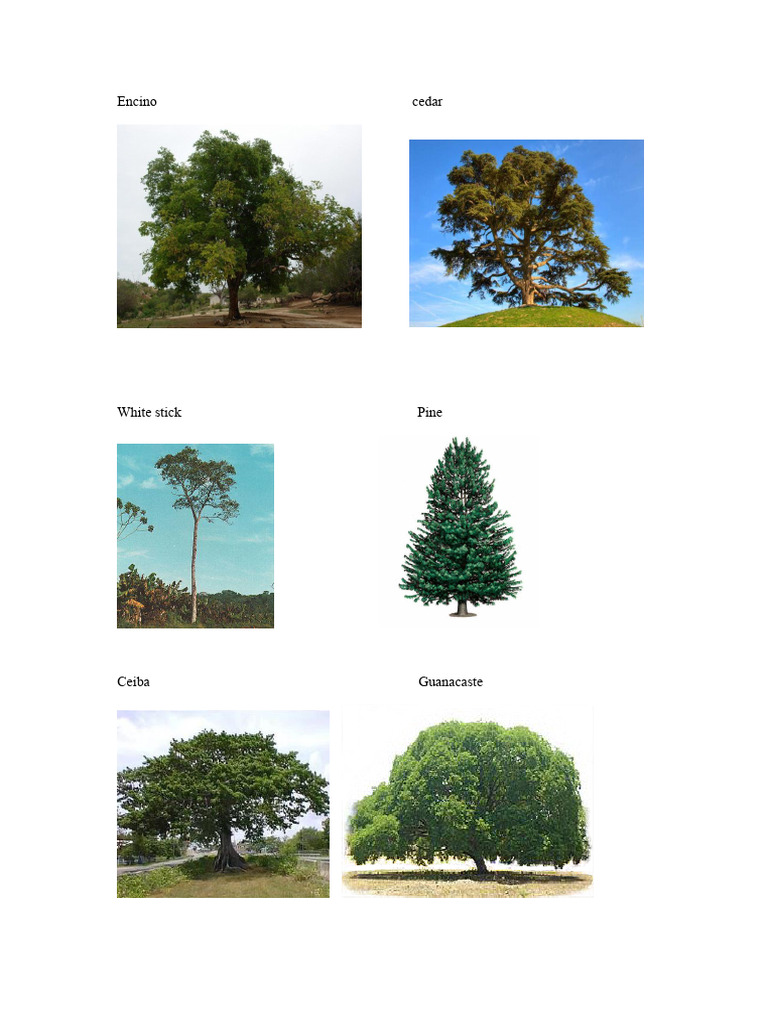 Cedar Oak | PDF