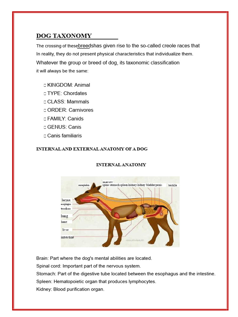 DOG TAXONOMY Efrain | PDF | Foods | Dogs