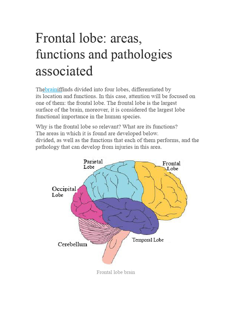 Frontal Lobe: Functions and Disorders | PDF | Frontal Lobe ...