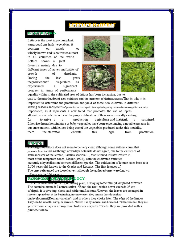Lettuce Harvest | PDF | Lettuce | Soil