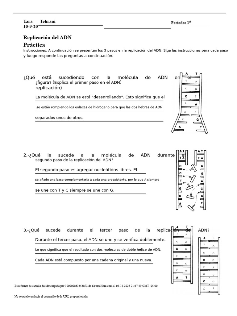 DNA Repliación Practica Taller Vacío PDF | PDF | Adn | Replicación De Adn