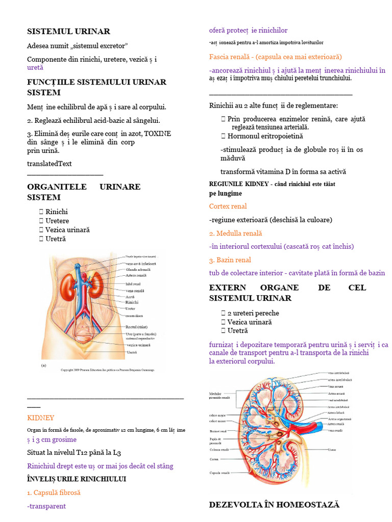 Note Despre Sistemul Urinar | PDF
