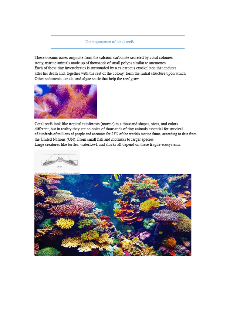 The Importance of Coral Reefs | PDF | Coral Reef | Coral