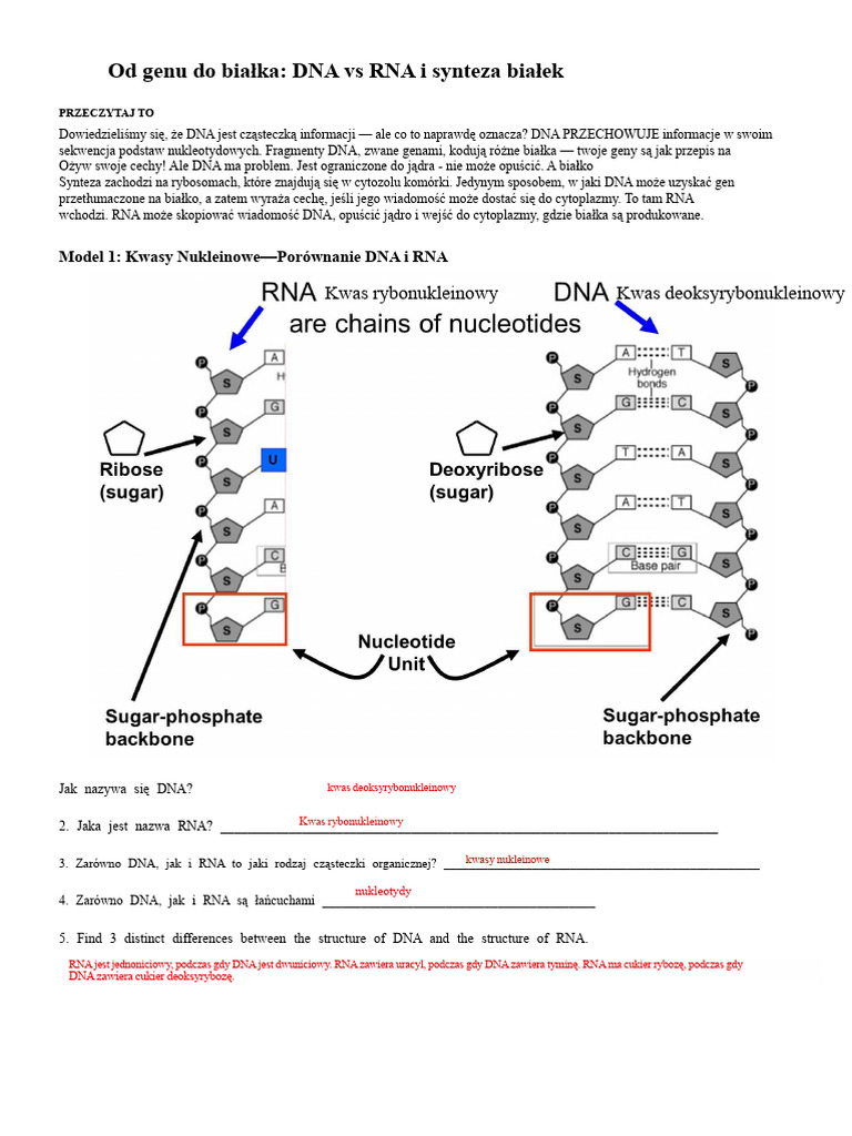 Kami Export - Pogil DNA Vs RNA | PDF