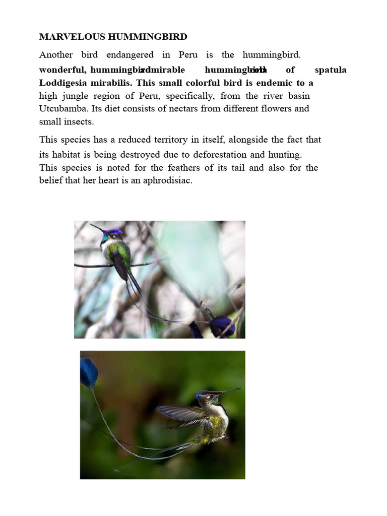 Marvelous Hummingbird: Endangered Species | PDF