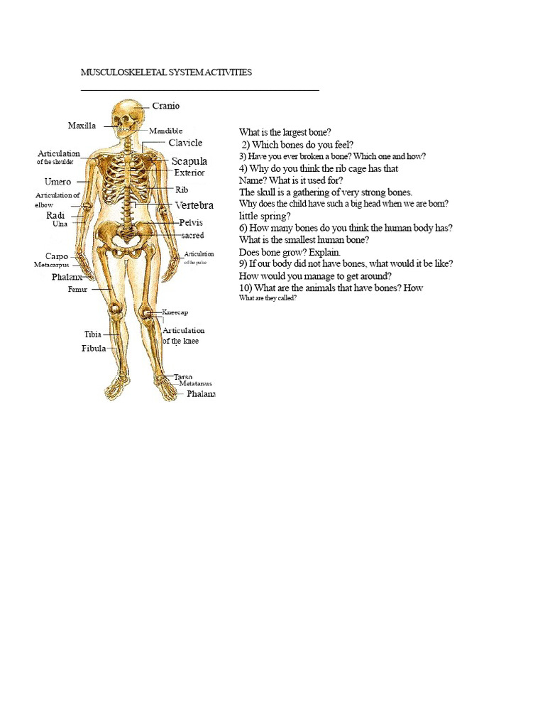 Musculoskeletal System Questions and Activities | PDF