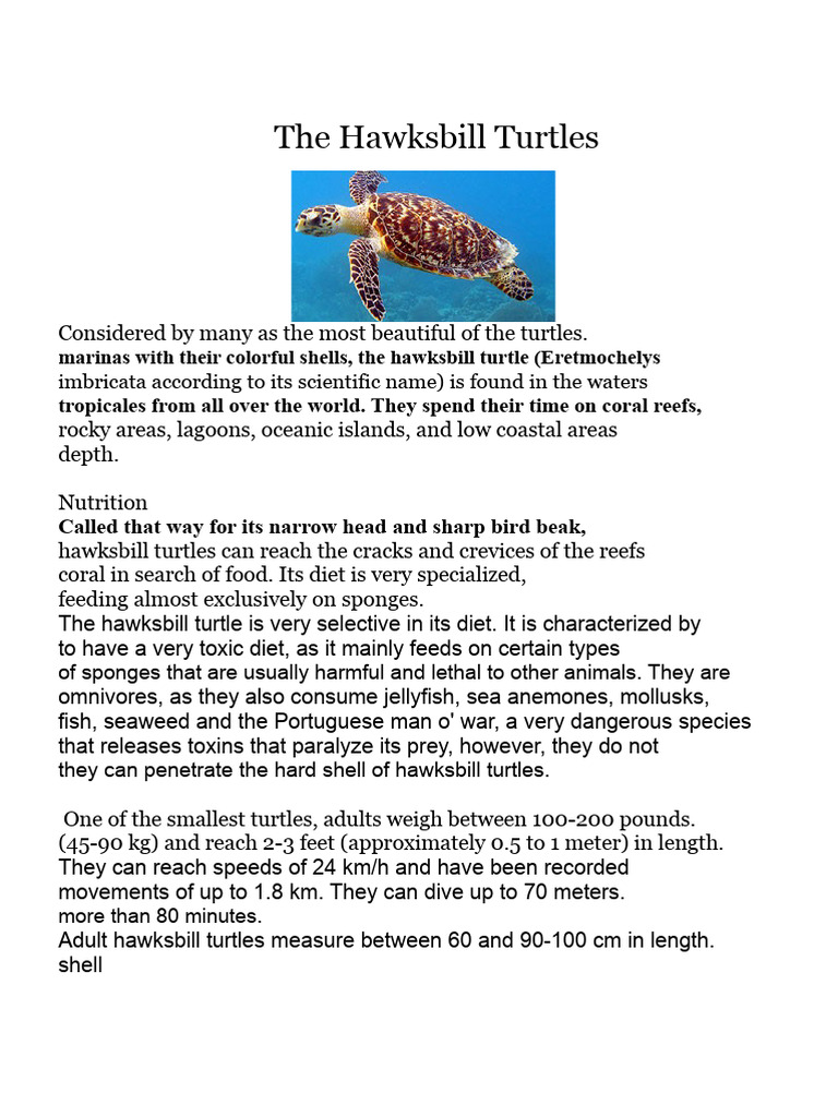 The Hawksbill Turtles | PDF | Zoology
