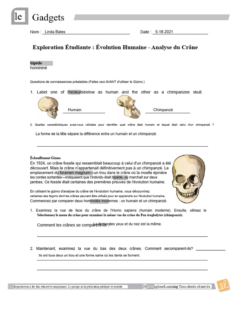 Analyse des Crânes : Évolution Humaine | PDF | Évolution humaine | Homo