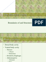 4 - Thoracic Cavity Grays