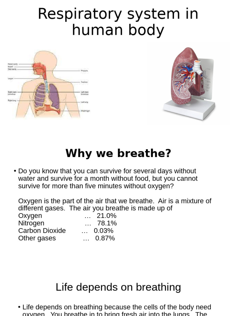 Human Respiratory System Overview | PDF | Respiratory System | Breathing