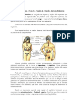 Ciencias NII - T7 - Sistema Endocrino - Versión Resumida