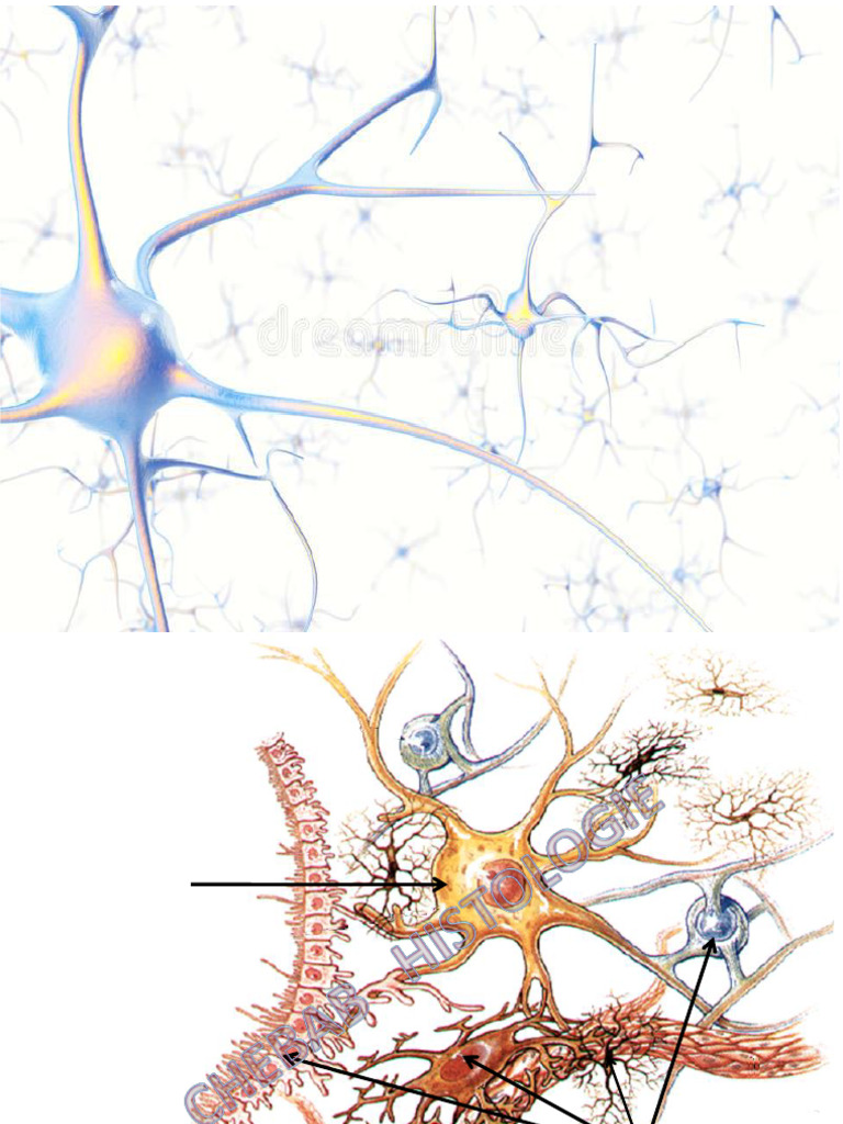 Comprendre le Tissu Nerveux et ses Cellules | PDF | Système nerveux | Axone