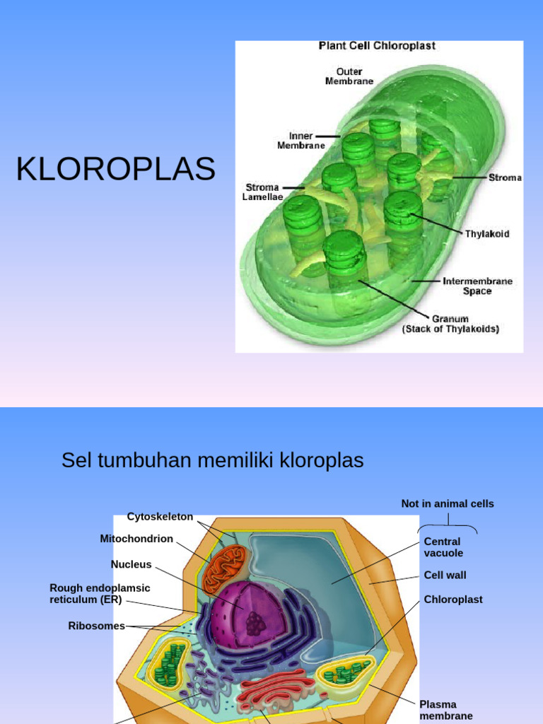 Kloroplas | PDF