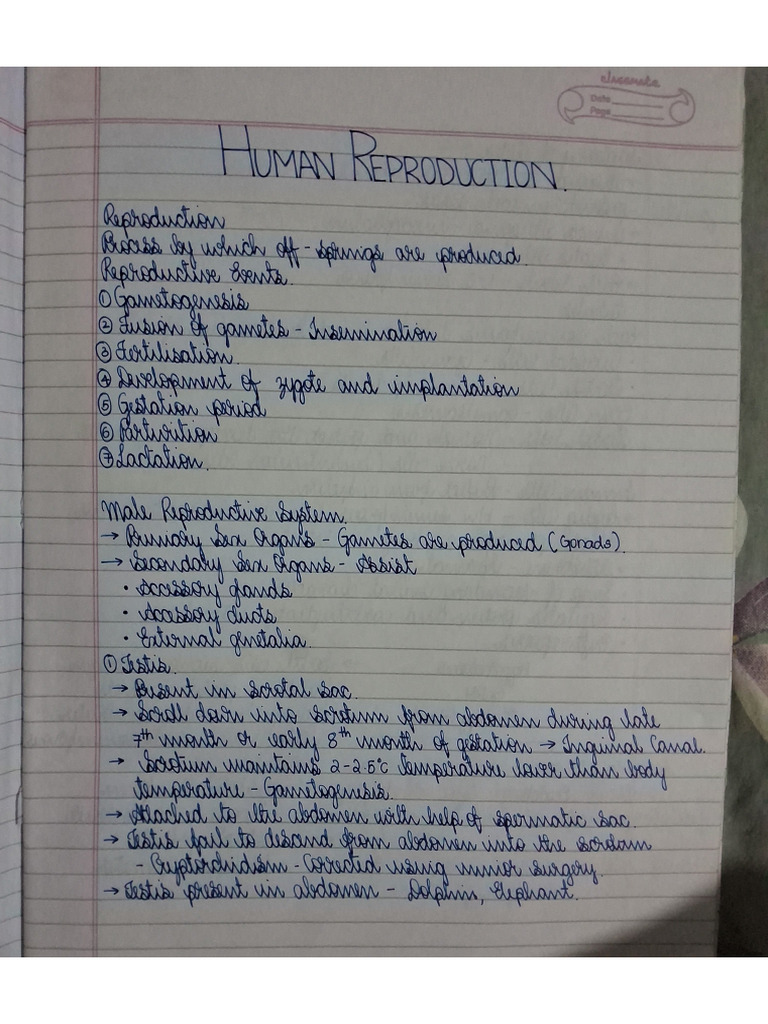 Human Physiology Premed Class Notes Northwestern University | PDF