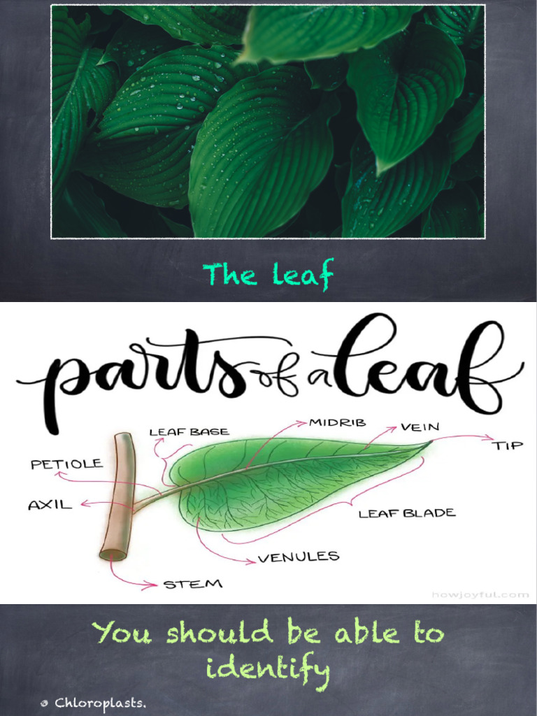Leaf Structure and Adaptation For Function | PDF | Leaf | Stoma