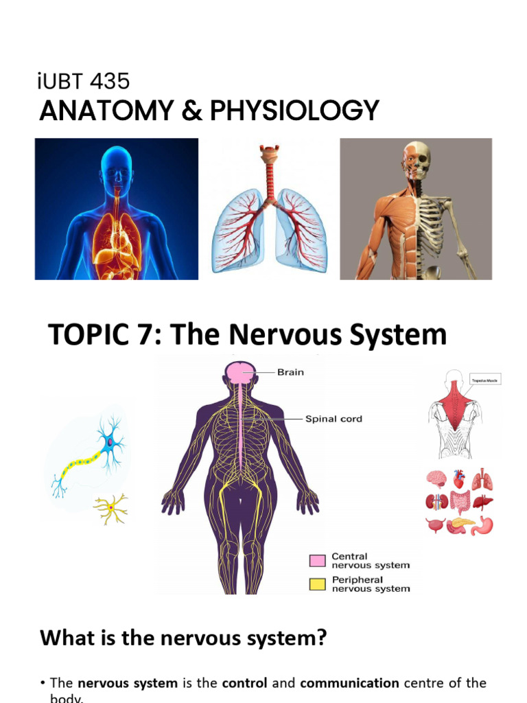iUBT435 - (7) The Nervous System | PDF | Central Nervous System | Axon