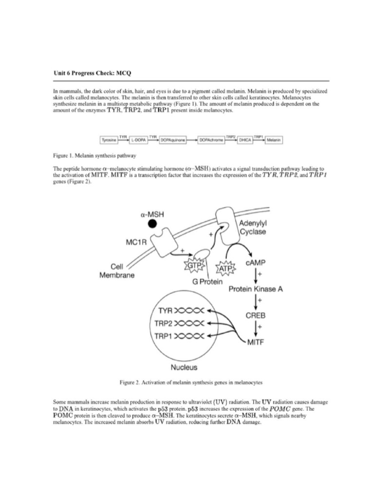 Keratinocytes and Melanin Production | PDF | Operon | Ribosomal Rna