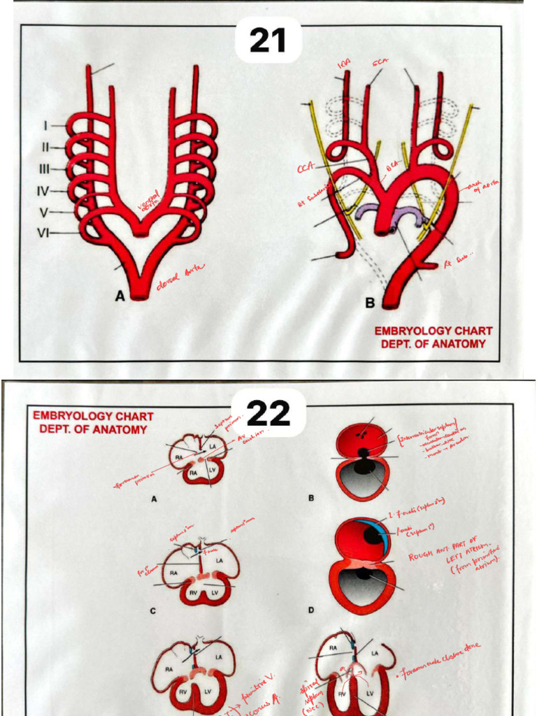 Systemic Embryology Charts Numbered (21-40) - 250917 - 000934 | PDF