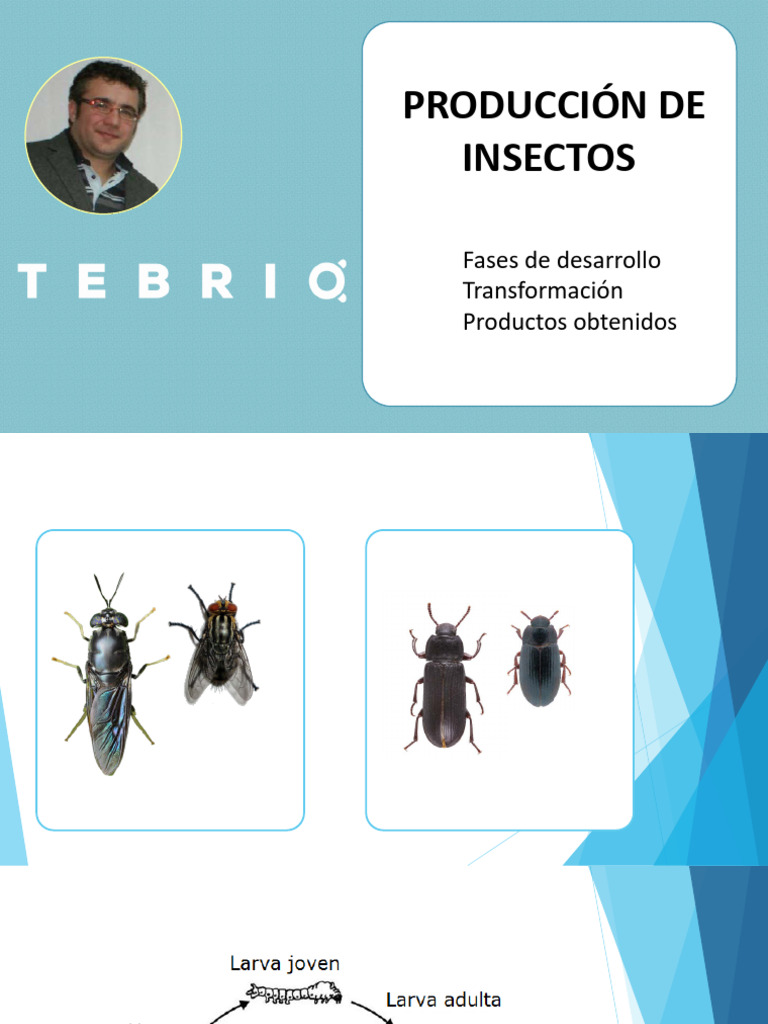 Tebrio Producciondeinsectos - tcm30 636311 | PDF