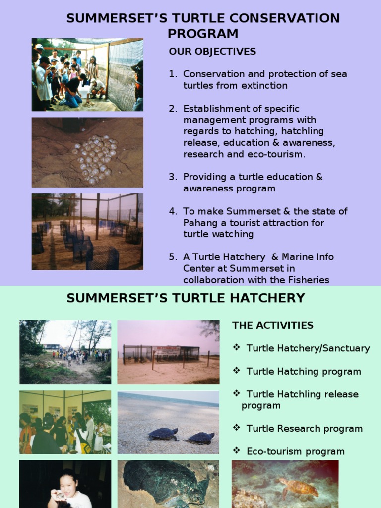 Turtle Conservation Prog | PDF | Travel | Wellness