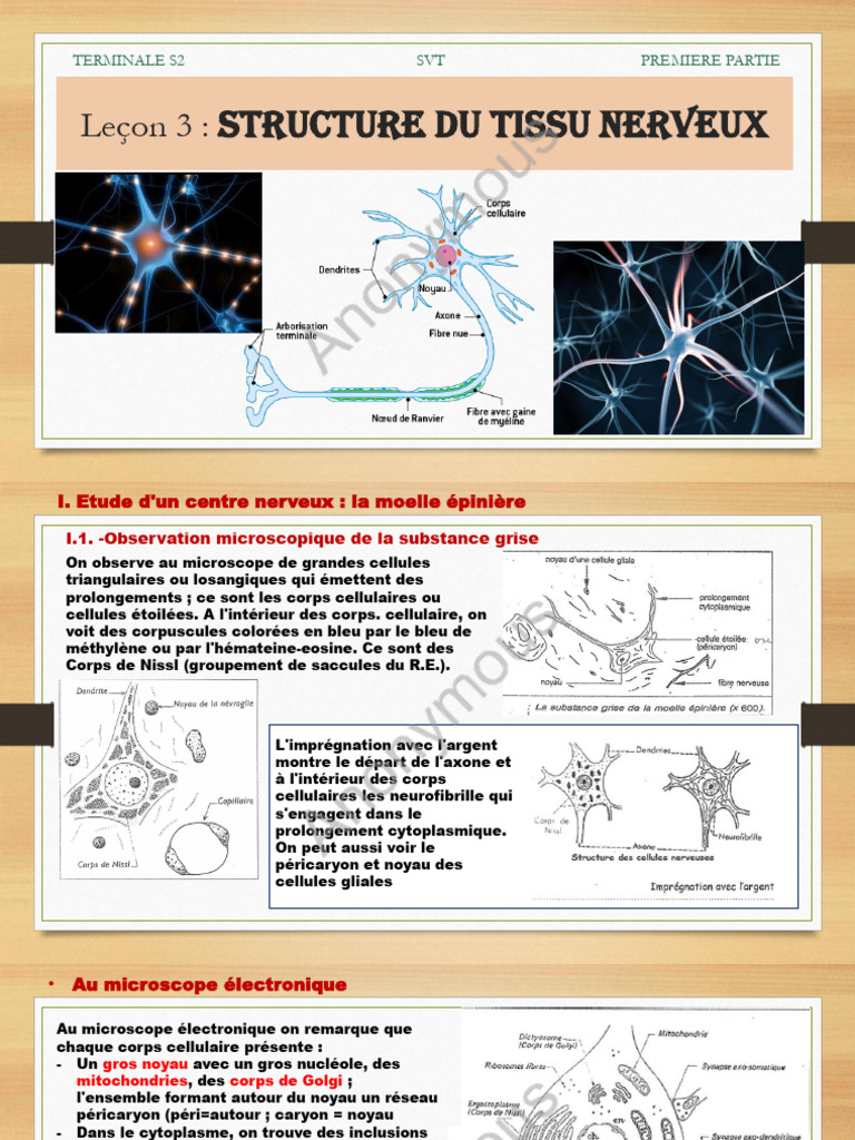 Structure du tissu nerveux et neurones | PDF | Nerf | Neurone