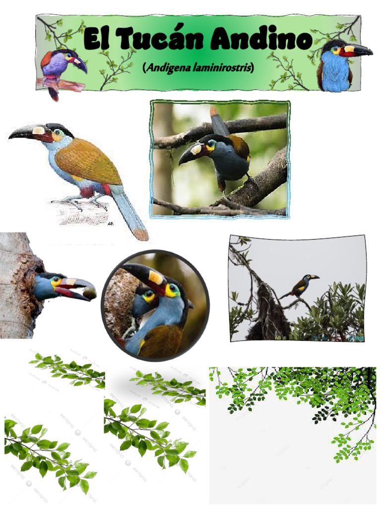Tucan | PDF