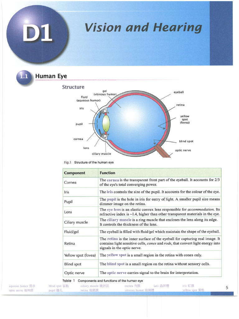 Chapter D1 Vision and Hearing | PDF