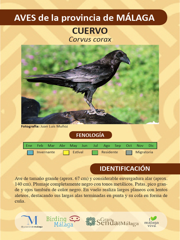 Cuervo | PDF