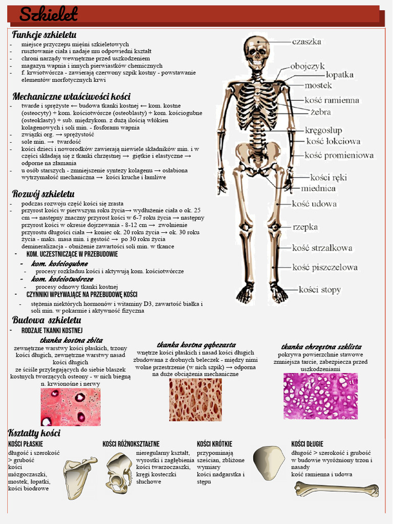 Układ Ruchu | PDF
