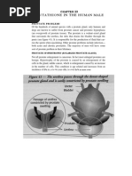 Glutathione in The Human Male: Prostate Problems