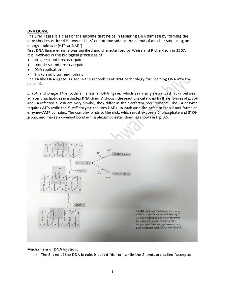 DNA Ligase: Mechanism and Applications | PDF | Dna Ligase | Restriction ...