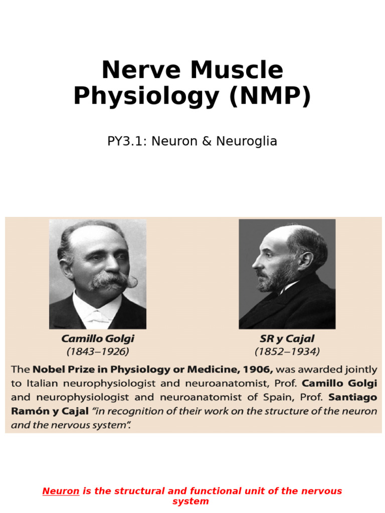Nerve Muscle Physiology Overview | PDF | Axon | Neuron