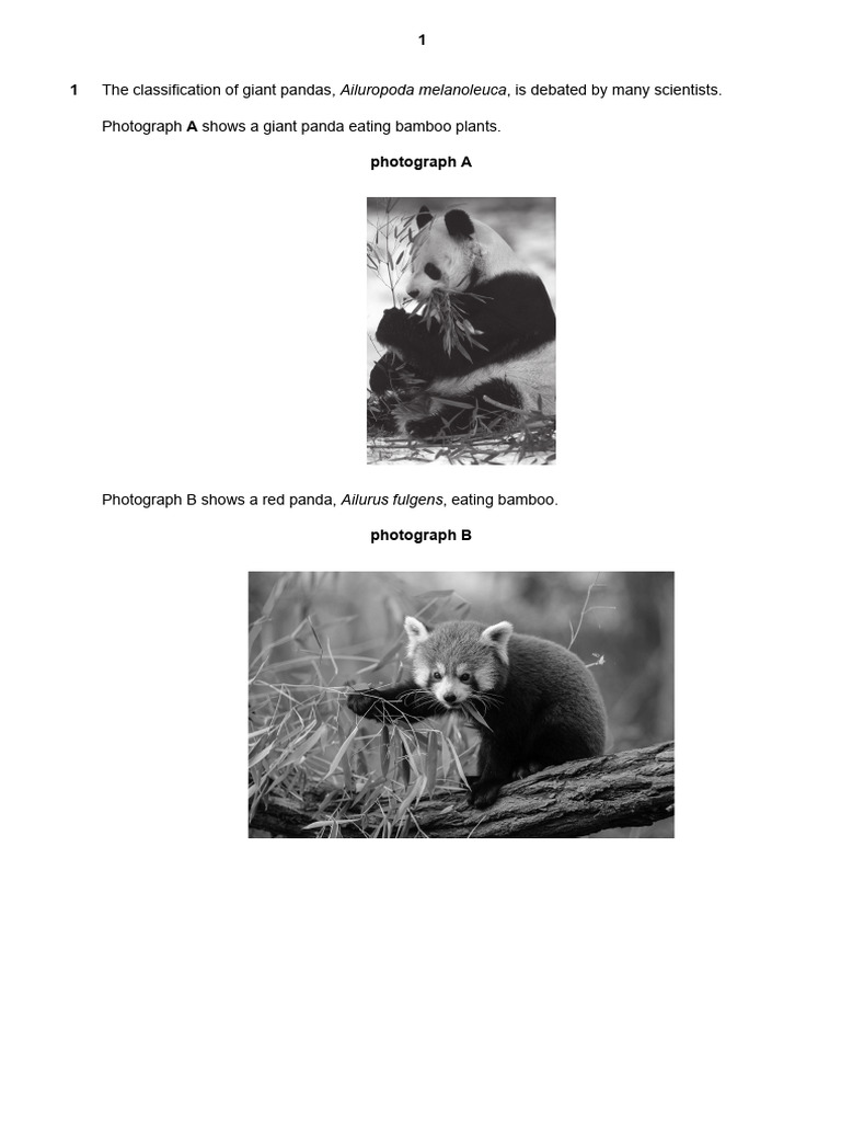 Giant Panda Classification Insights | PDF | Giant Panda | Species
