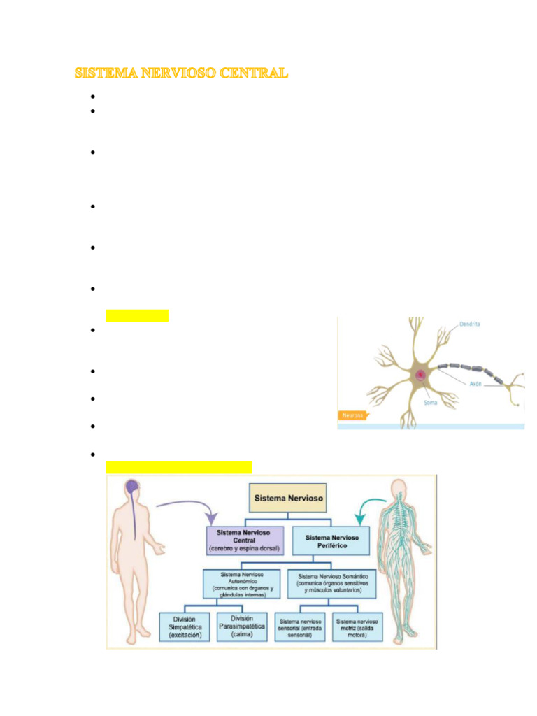 Estructura y Funciones del Sistema Nervioso | PDF | Cerebro | Sistema ...