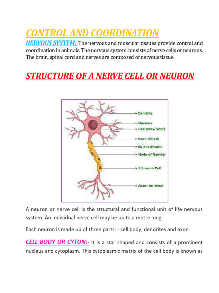 Nervous System Structure and Function | PDF | Neuron | Axon