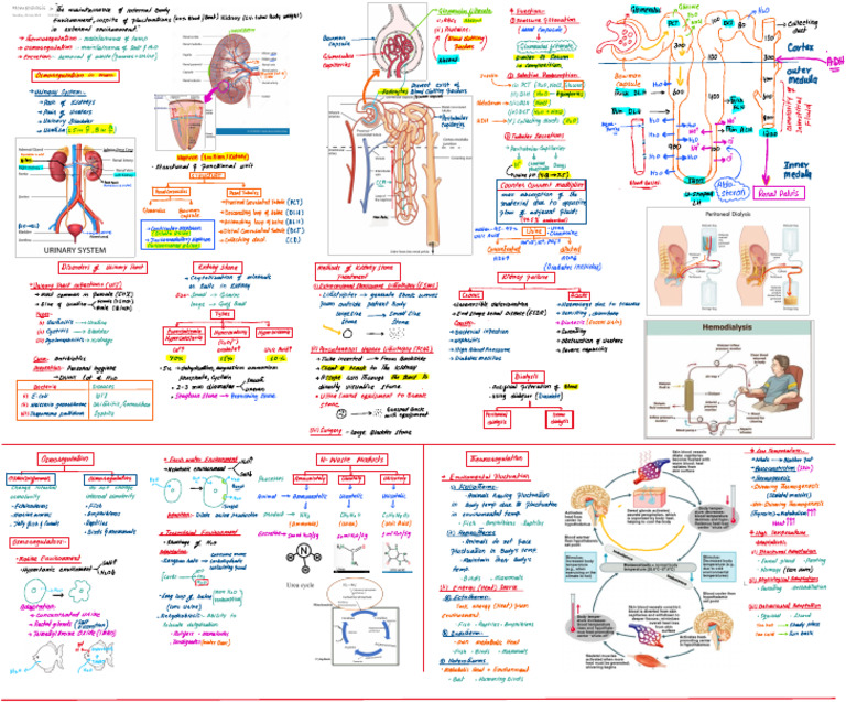 Homeostasis | PDF