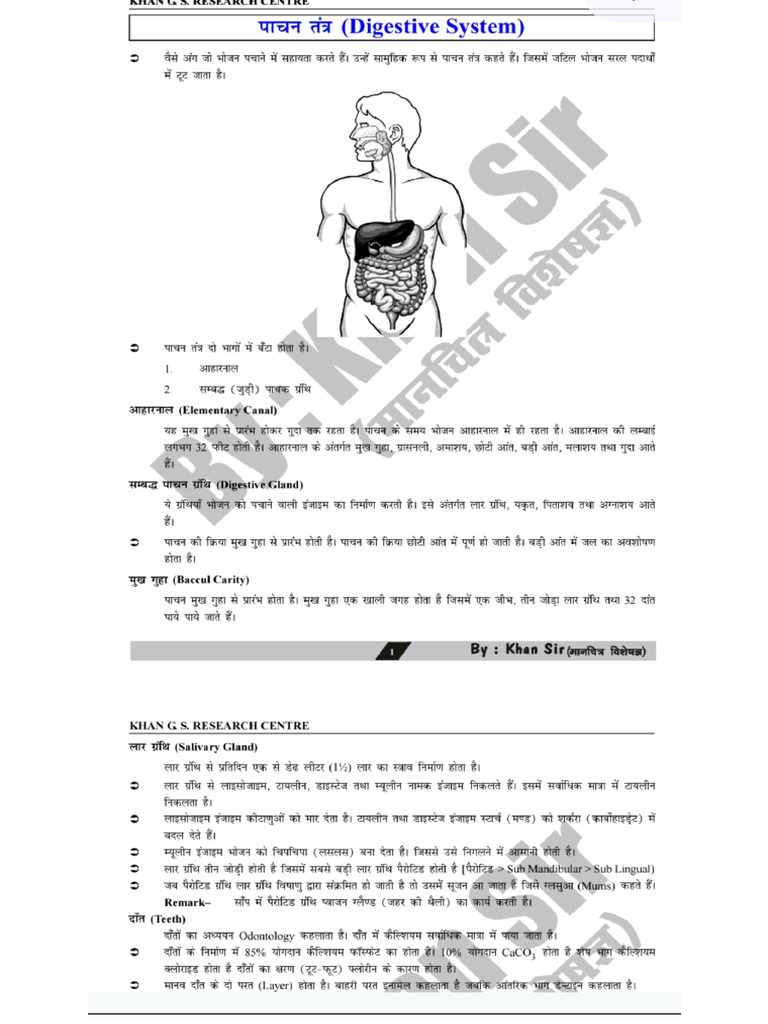 Digestion and Respiratory System PDF | PDF