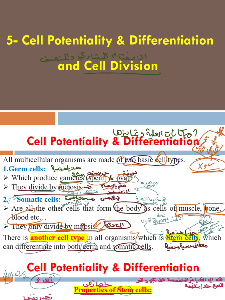 Stem Cells and Cell Division Explained | PDF | Meiosis | Mitosis