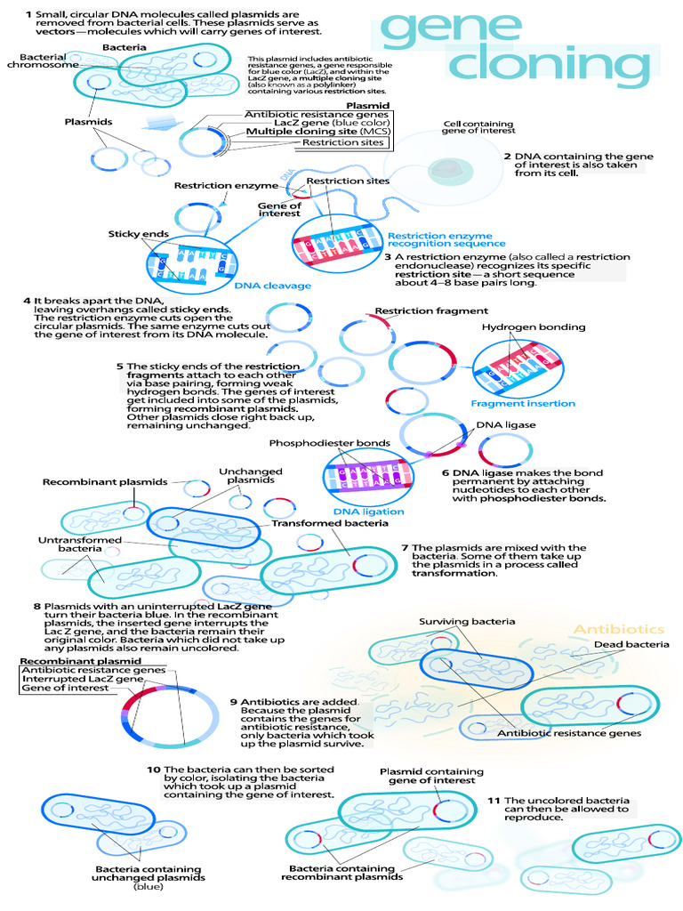 Gene Cloning | PDF