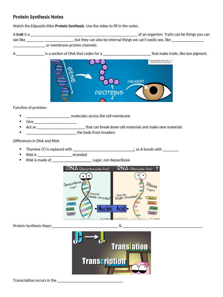 3 Protein Synthesis Edpuzzle Notes | PDF